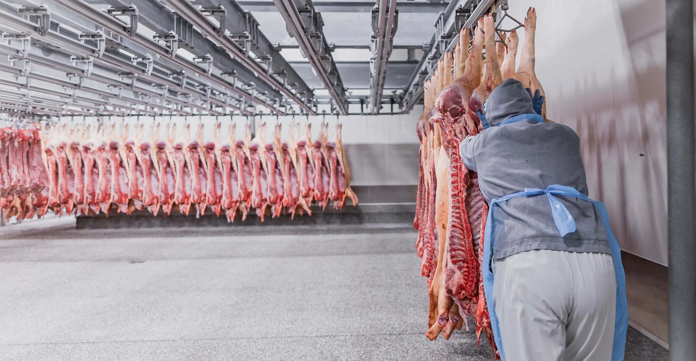 Een medewerker tussen de varkenskarkassen aan de haak in de koelcel