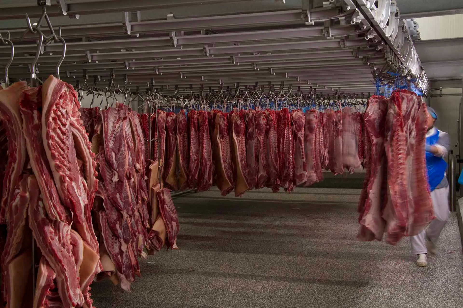 Halve varkenskarkassen aan de haak in de koelcel